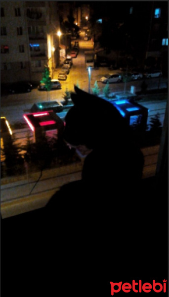 Tekir Kedi, Kedi  Luna fotoğrafı