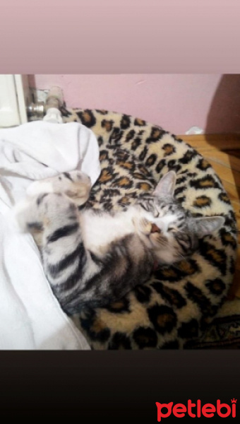 Tekir Kedi, Kedi  Luna fotoğrafı