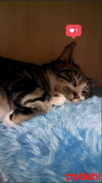 Tekir Kedi, Kedi  Luna fotoğrafı