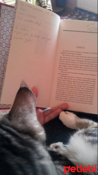 Tekir Kedi, Kedi  Luna fotoğrafı