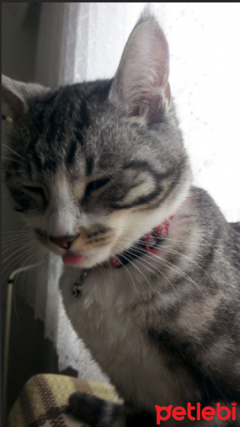 Tekir Kedi, Kedi  Luna fotoğrafı