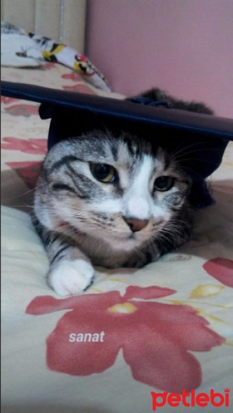 Tekir Kedi, Kedi  Luna fotoğrafı