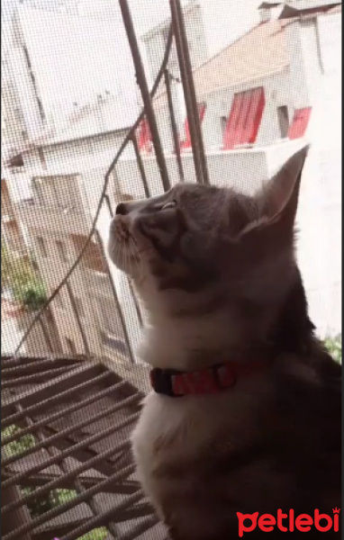 Tekir Kedi, Kedi  Luna fotoğrafı