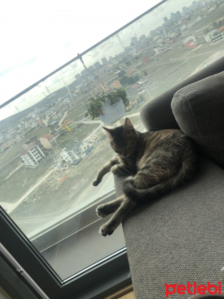 Tekir Kedi, Kedi  Lilly fotoğrafı