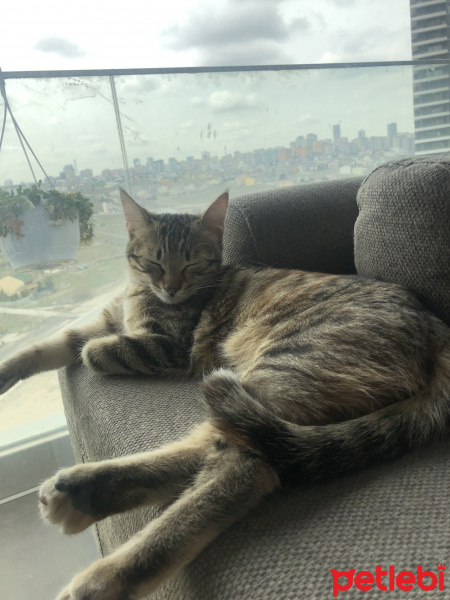 Tekir Kedi, Kedi  Lilly fotoğrafı
