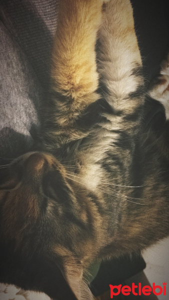 Tekir Kedi, Kedi  Yıldız fotoğrafı