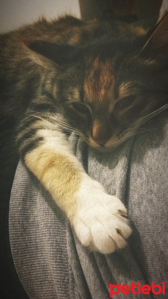 Tekir Kedi, Kedi  Yıldız fotoğrafı