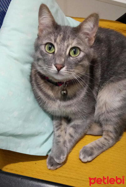 Californian Spangled, Kedi  gümüş fotoğrafı