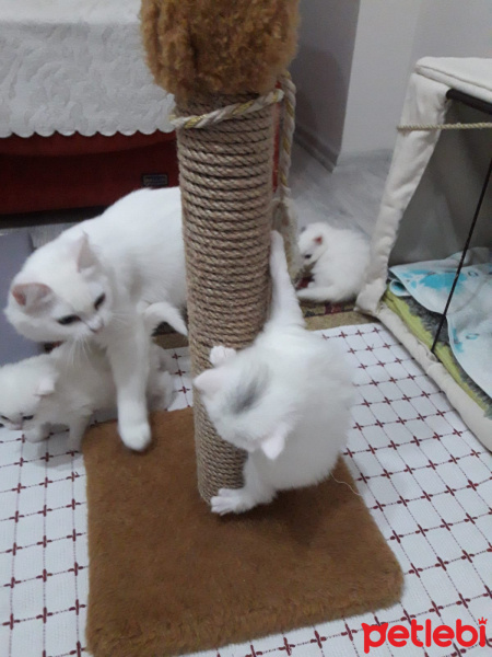 Ankara Kedisi, Kedi  Sütlaç fotoğrafı