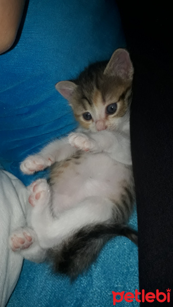 Tekir Kedi, Kedi  Maya fotoğrafı