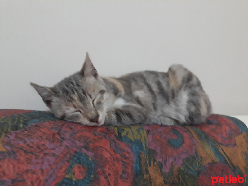 Tekir Kedi, Kedi  Mırmır fotoğrafı