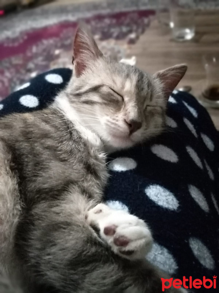 Tekir Kedi, Kedi  Mırmır fotoğrafı