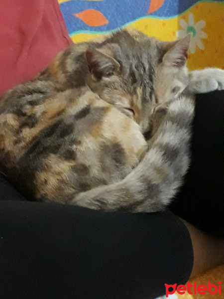 Tekir Kedi, Kedi  Mırmır fotoğrafı