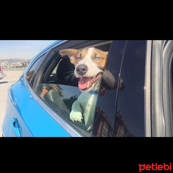 Jack Russell Terrier, Köpek  Bebe John fotoğrafı