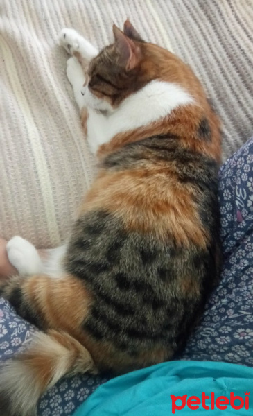 Tekir Kedi, Kedi  midilli fotoğrafı