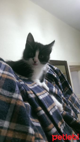 Tuxedo (Smokin) Kedi, Kedi  HERKÜL fotoğrafı