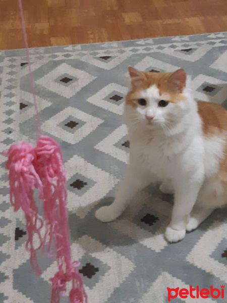 Ragamuffin, Kedi  Artemis fotoğrafı