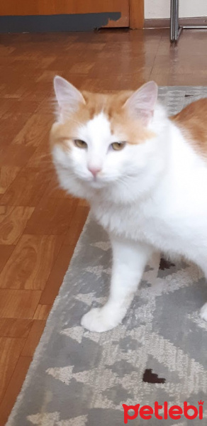 Ragamuffin, Kedi  Artemis fotoğrafı