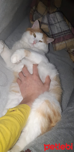 Ragamuffin, Kedi  Artemis fotoğrafı