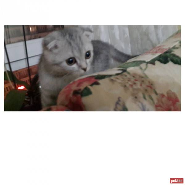 Scottish Fold, Kedi  Duman  fotoğrafı