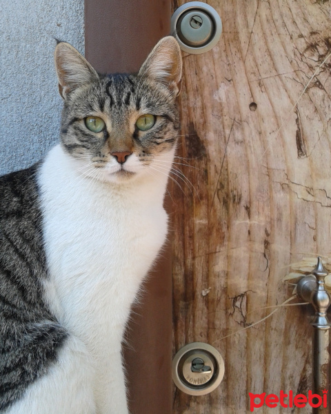 Tekir Kedi, Kedi  Şanslı fotoğrafı