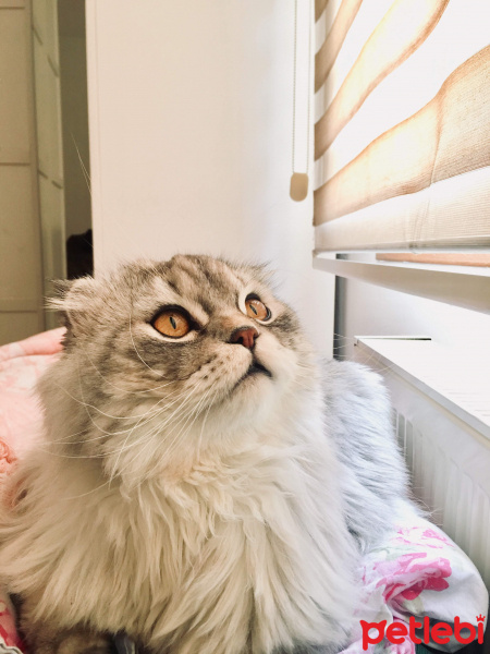 Scottish Fold, Kedi  Damdoy fotoğrafı
