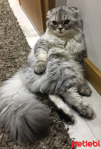 Scottish Fold, Kedi  Damdoy fotoğrafı
