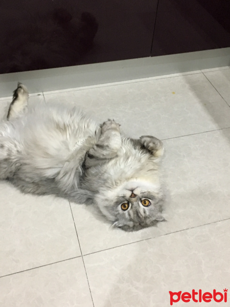 Scottish Fold, Kedi  Damdoy fotoğrafı