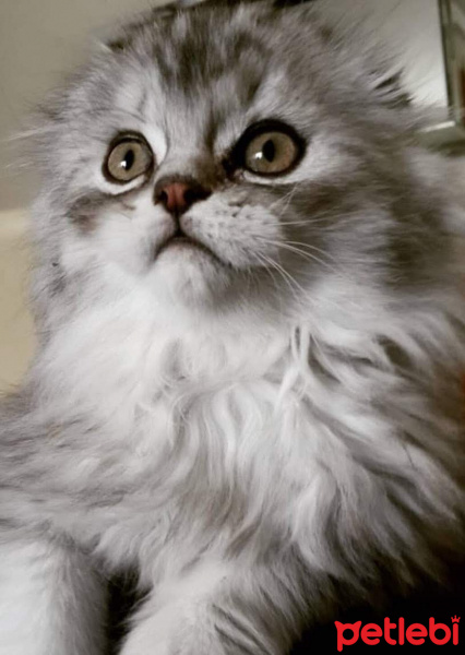 Scottish Fold, Kedi  Damdoy fotoğrafı