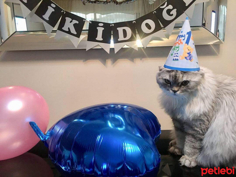 Scottish Fold, Kedi  Damdoy fotoğrafı