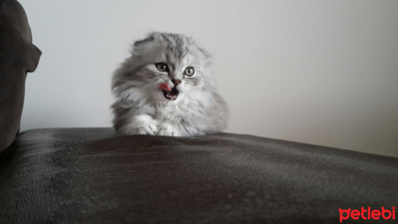 Scottish Fold, Kedi  Damdoy fotoğrafı