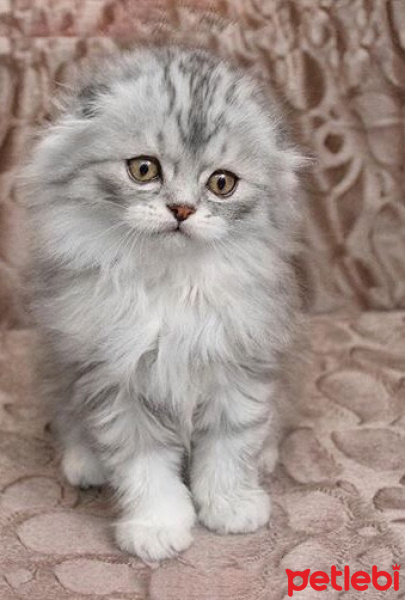 Scottish Fold, Kedi  Damdoy fotoğrafı
