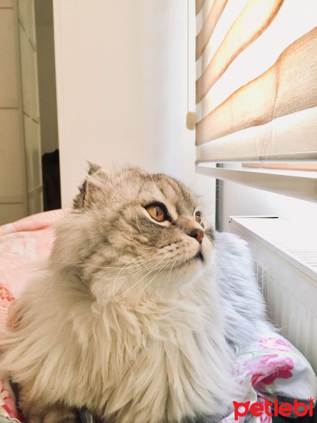 Scottish Fold, Kedi  Damdoy fotoğrafı