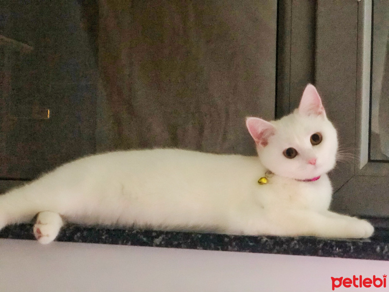 Scottish Fold, Kedi  Chanel fotoğrafı