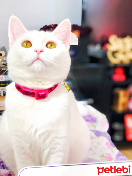 Scottish Fold, Kedi  Chanel fotoğrafı