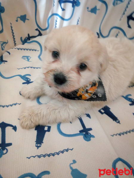 Maltese, Köpek  Zuzu fotoğrafı