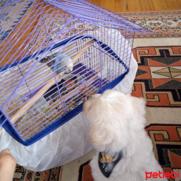 Maltese, Köpek  Zuzu fotoğrafı
