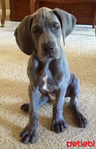 Great Dane (Danua), Köpek  minik fotoğrafı