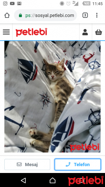 Tekir Kedi, Kedi  Gigi fotoğrafı