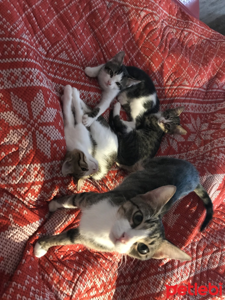 Tekir Kedi, Kedi  Sofie fotoğrafı