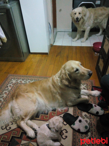 Golden Retriever, Köpek  Çilek fotoğrafı