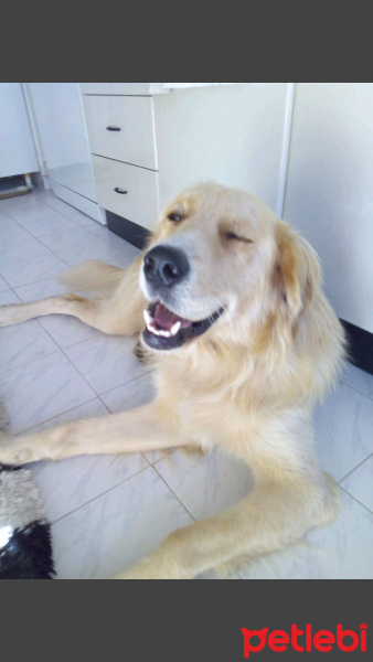 Golden Retriever, Köpek  Tarçın fotoğrafı