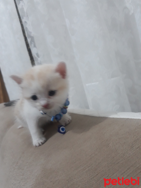Tekir Kedi, Kedi  Şakir fotoğrafı