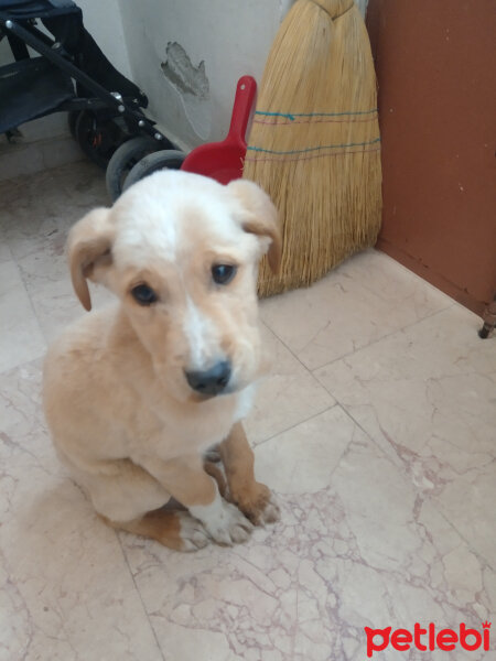 Golden Retriever, Köpek  Max fotoğrafı