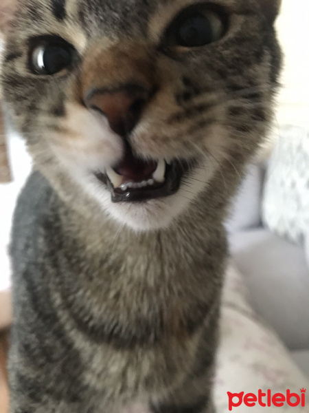Tekir Kedi, Kedi  La Luna fotoğrafı