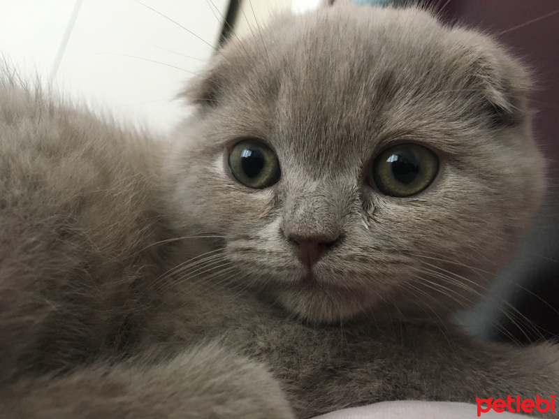 Scottish Fold, Kedi  Sütlaç fotoğrafı