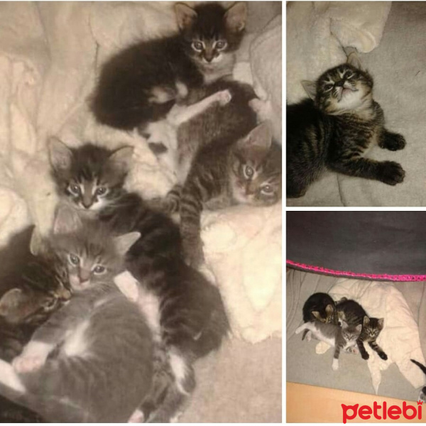 Tekir Kedi, Kedi  Bebek fotoğrafı