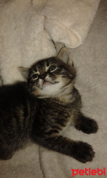 Tekir Kedi, Kedi  Bebek fotoğrafı