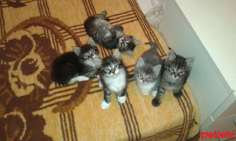 Tekir Kedi, Kedi  Bebek fotoğrafı