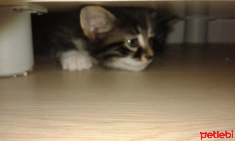 Tekir Kedi, Kedi  Bebek fotoğrafı